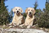 GOLDEN RETRIEVER 569
